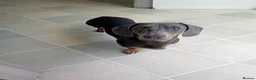 Miniature Dachshund dogs for sale: * miniature dachshund *  in Nuneaton - Advert 11