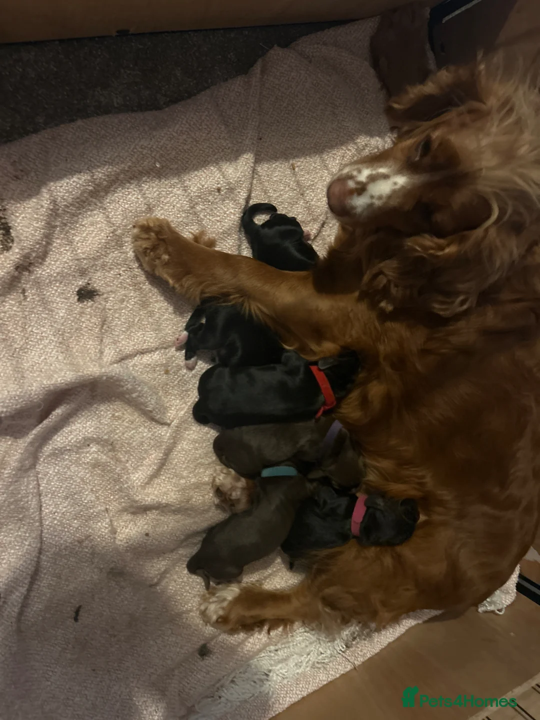 Cocker Spaniel dogs for sale: Kc working cocker spaniel puppies - Advert 1