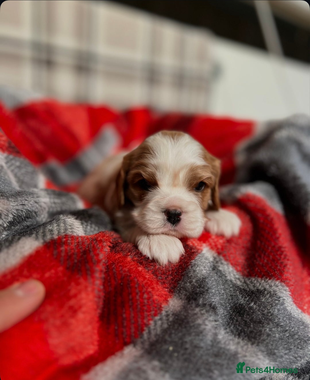 Cavalier King Charles Spaniel dogs for sale: STUNNING CAVALIER KING CHARLES PUPPIES  - Advert 16