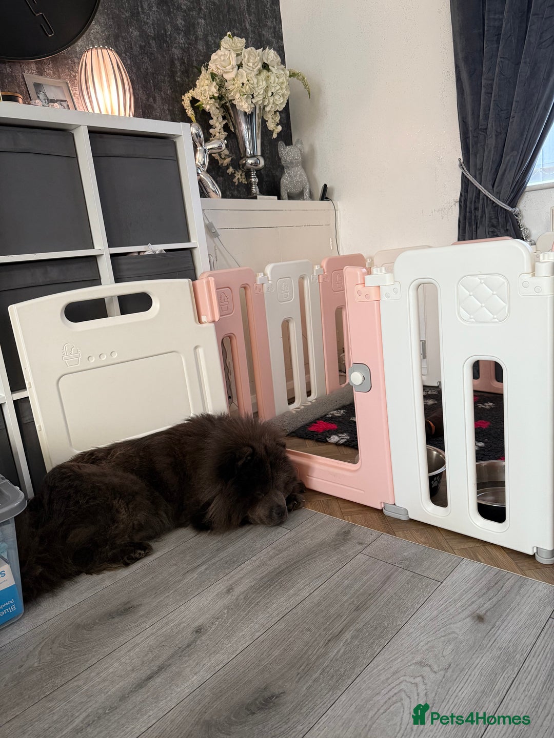 Chow Chow dogs for sale: (READY NOW) Chocolate chow chow female - Advert 2
