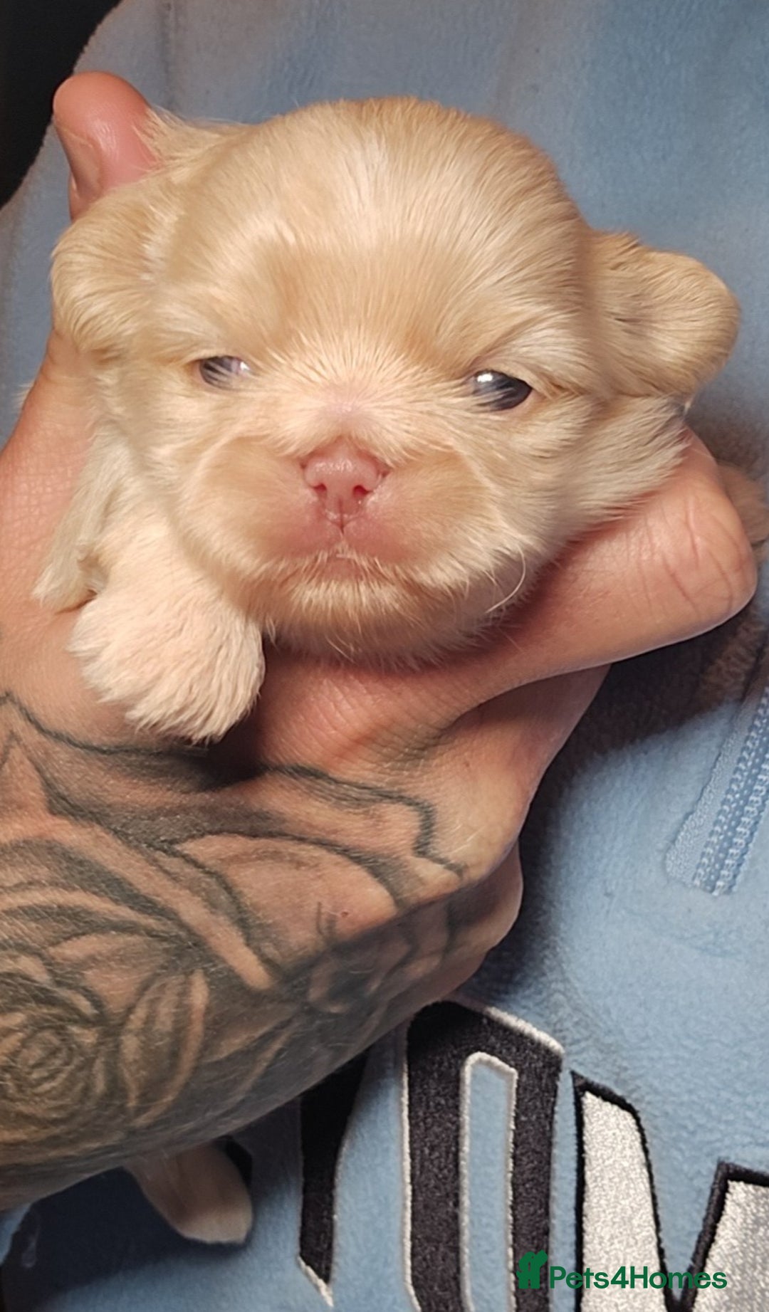 Shih Tzu dogs for sale: Gorgeous Imperial boy looking for his new family - Advert 4