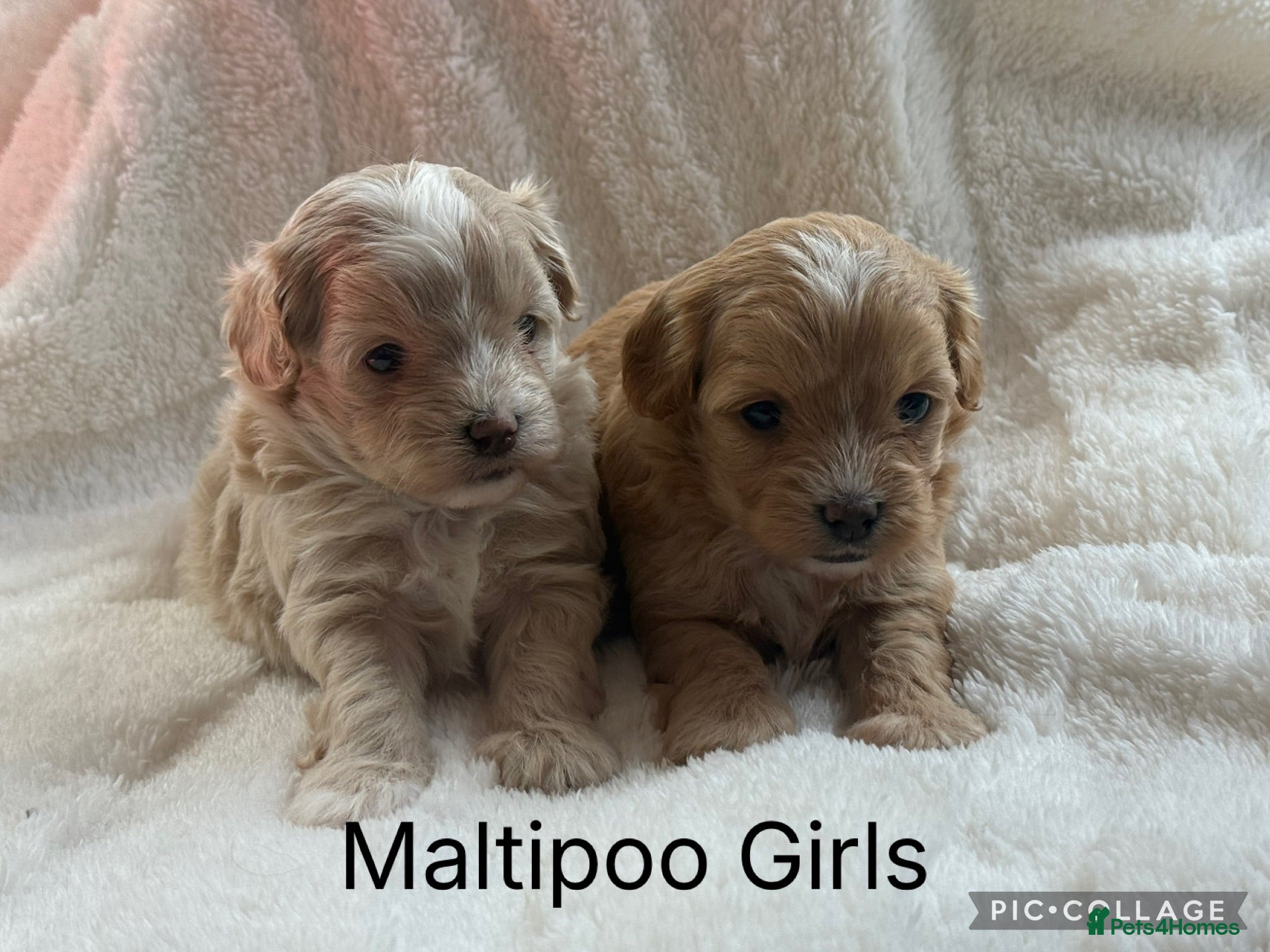 Maltipoo dogs Stunning Maltipoo’s - Advert 1