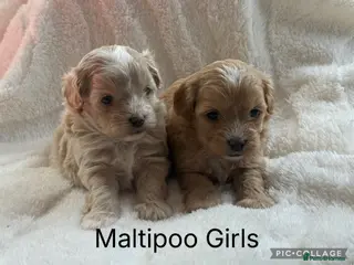 Maltipoo dogs for sale: Stunning Maltipoo’s - Advert 4