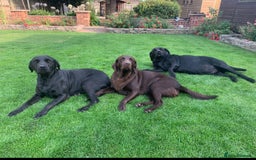 Labrador Retriever dogs for sale: 5 Stars 🌟 Chocolate Labradors  🌟  - Image 26