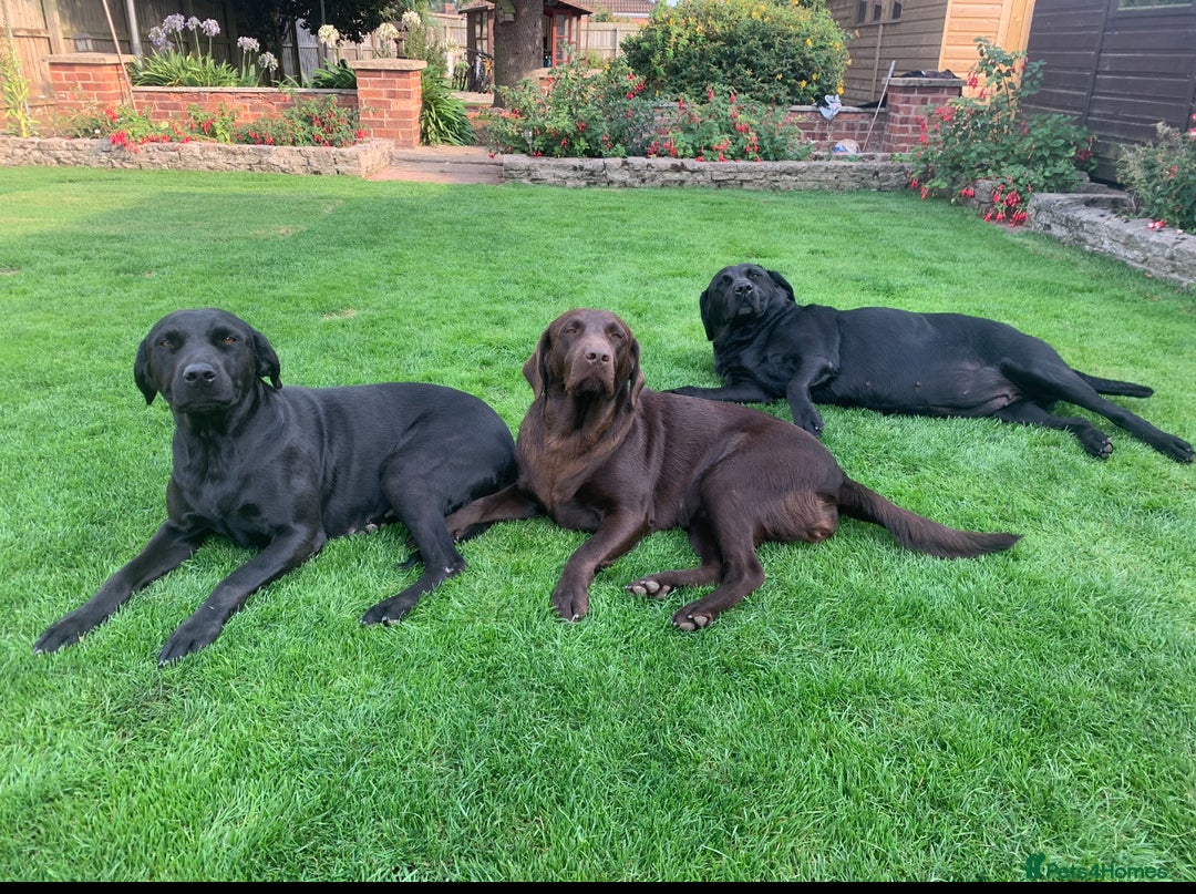Labrador Retriever dogs for sale: 5 Stars 🌟 Chocolate Labradors  🌟  - Image 26