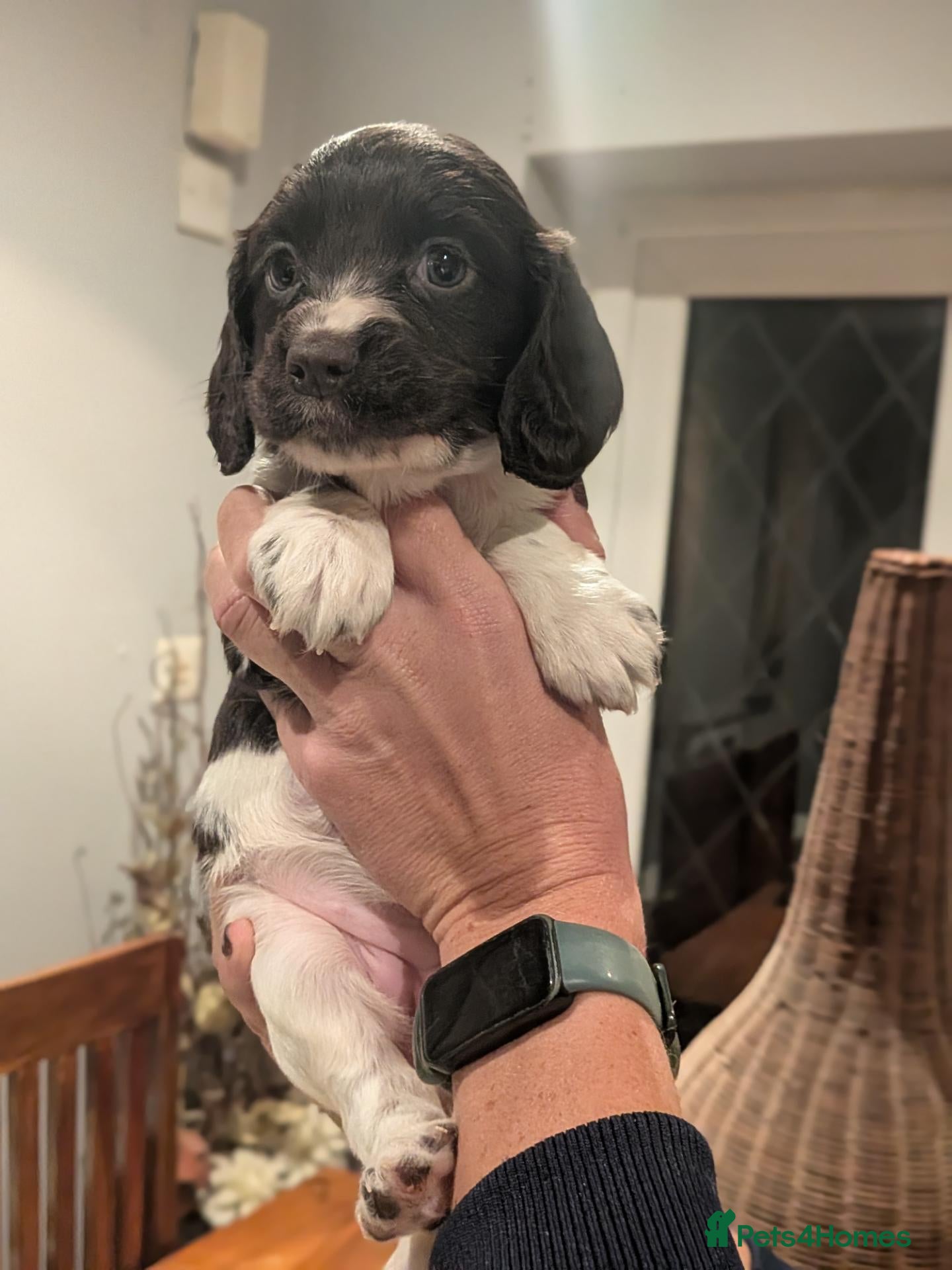 Cocker Spaniel dogs for sale: Stunning working cocker spaniels 3 LEFT - Advert 8