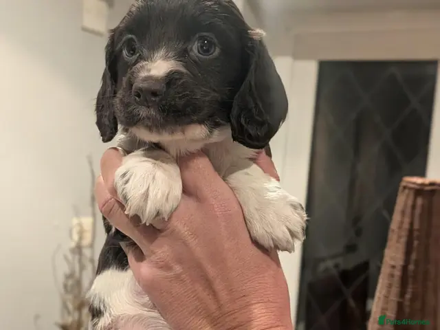Cocker Spaniel dogs for sale: Stunning working cocker spaniels 3 LEFT - Advert 11