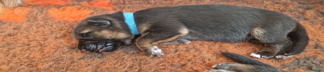German Shepherd Puppy 1
