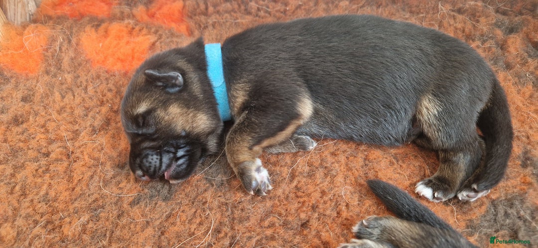 German Shepherd dogs for sale: KC registered German shepherd puppies - Image 4