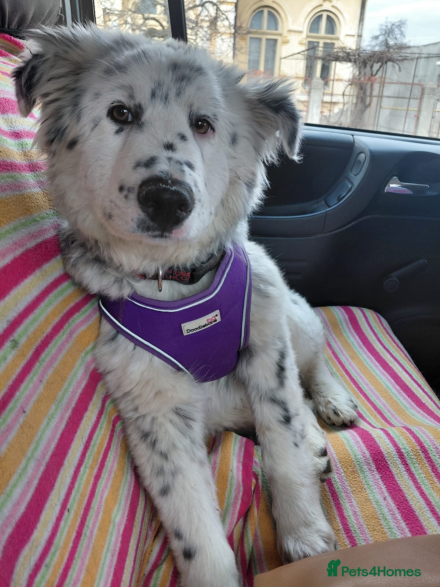 Mixed Breed dogs DALMA – the Dalmatian Dream with a Shepherd’s Soul - Advert 1