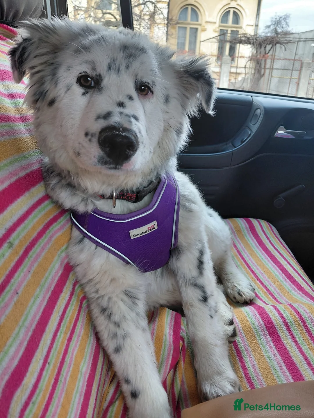 Mixed Breed dogs for adoption: DALMA – the Dalmatian Dream with a Shepherd’s Soul - Advert 1