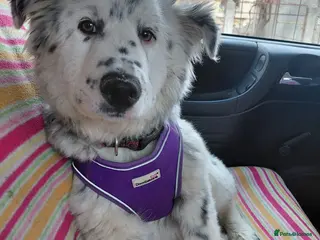 Mixed Breed dogs DALMA – the Dalmatian Dream with a Shepherd’s Soul - Advert 1