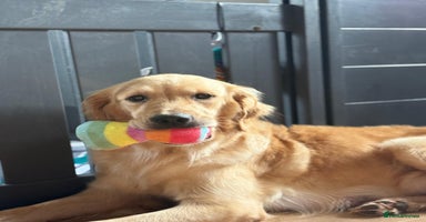 Goldador dogs Goldador puppies - Advert 4