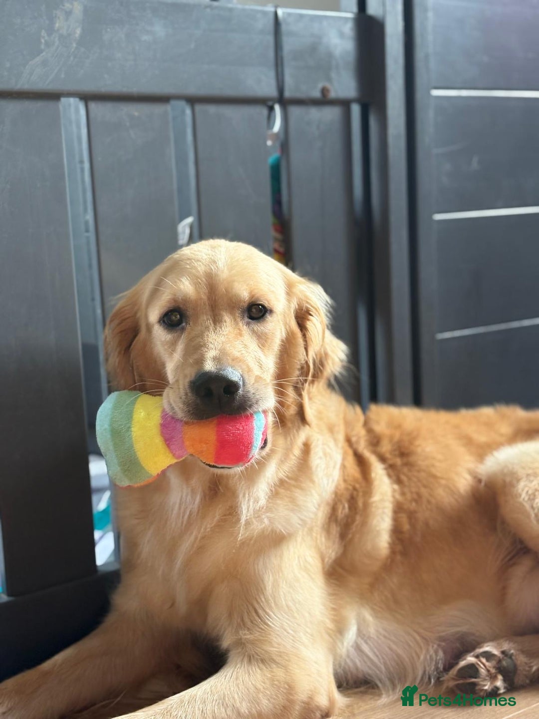 Goldador dogs for sale: Goldador puppies - Advert 3