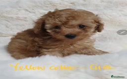 Toy Poodle dogs for sale: Pedigree Toy poodle puppies ready this weekend - Image 20