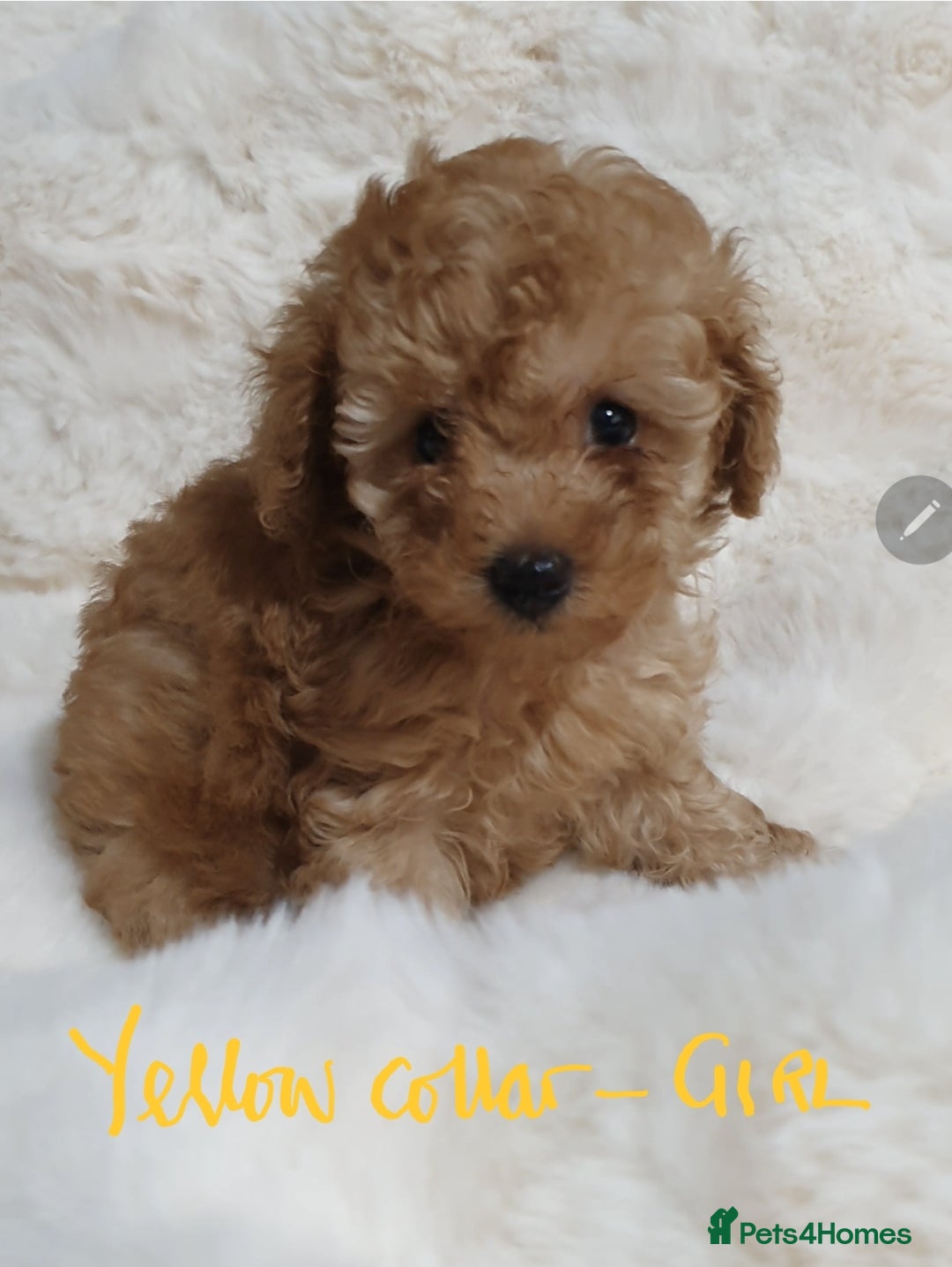 Toy Poodle dogs for sale: Pedigree Toy poodle puppies ready this weekend - Image 20