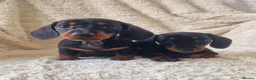 Miniature Dachshund dogs for sale: Champion UK & RUSSIAN Mini Smooth Dachshund  - Advert 9