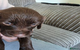 Sprocker dogs for sale: Beautiful sprocker puppies - Image 6