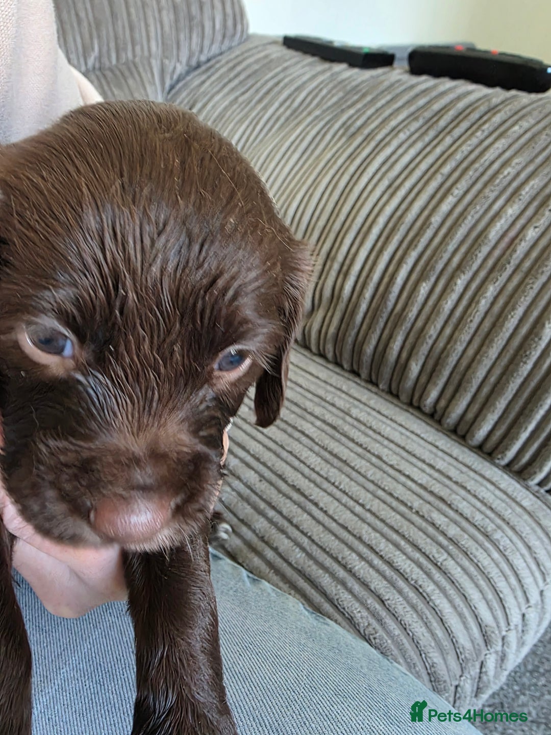 Sprocker dogs for sale: Beautiful sprocker puppies - Image 6