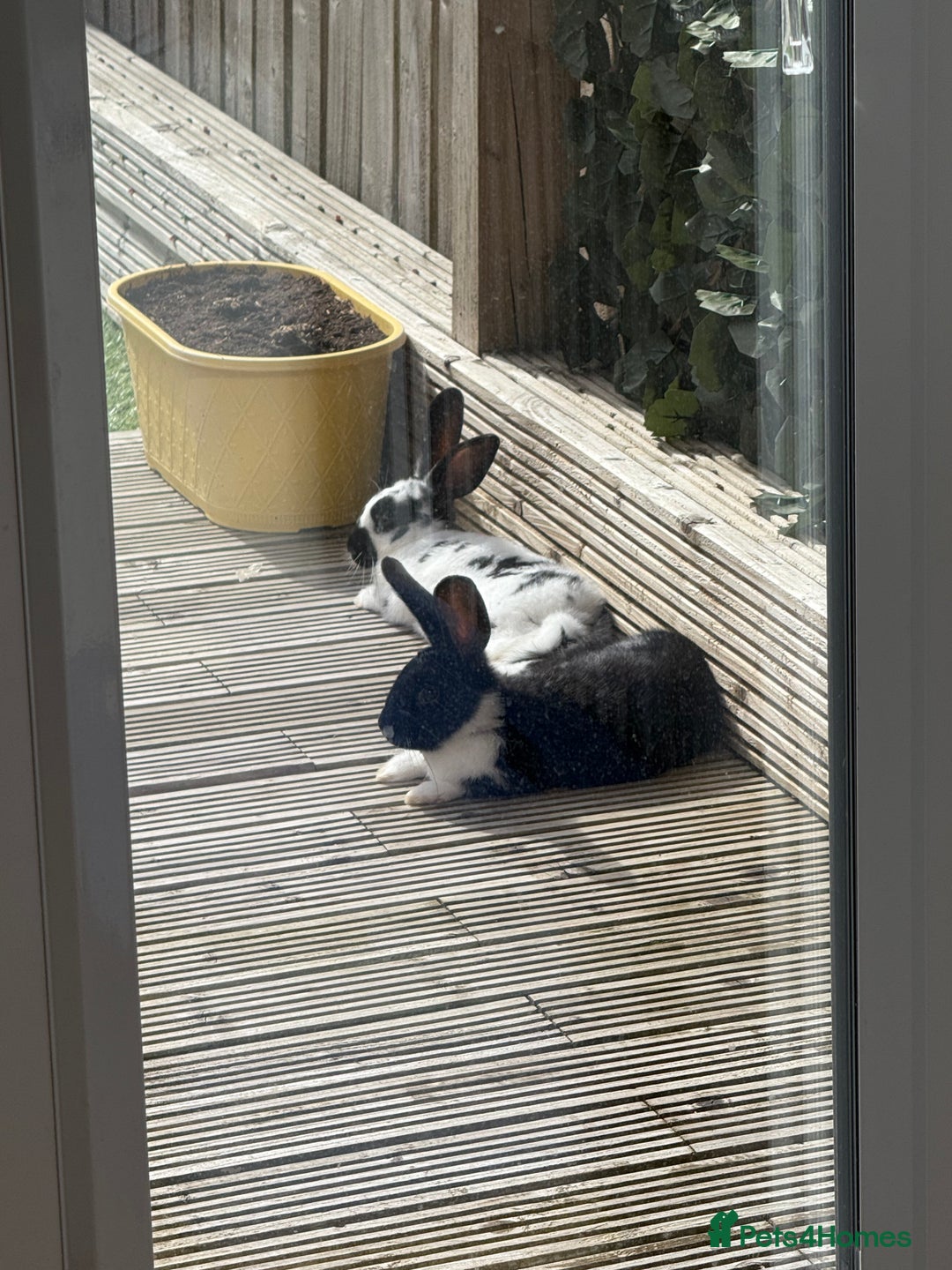 Mixed Breed rabbits for sale: Two male rabbits with hutch  - Advert 5
