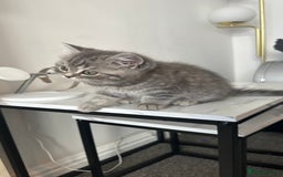 British Shorthair cats for sale: British short hair tabby coat  - Image 4