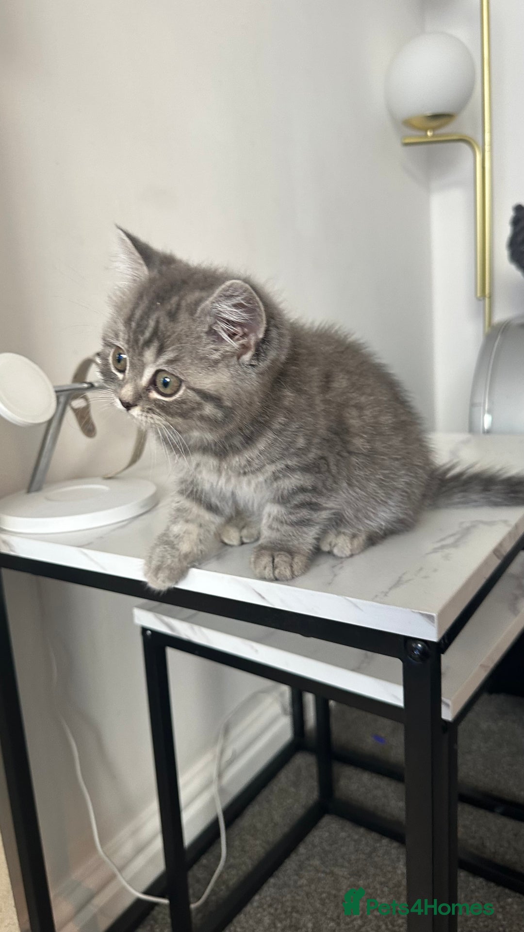 British Shorthair cats for sale: British short hair tabby coat  - Image 4