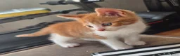 Mixed Breed cats for sale: Kittens for sale in Gosport - Advert 3