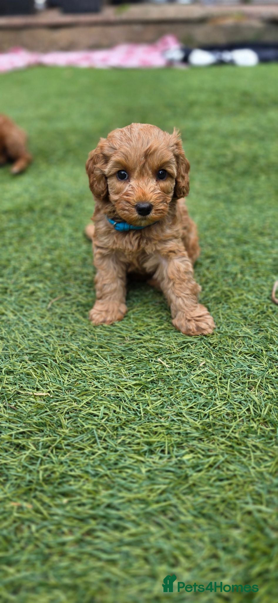 Cavapoo dogs Cavapoo puppies 3 girls 🩷 - Advert 1