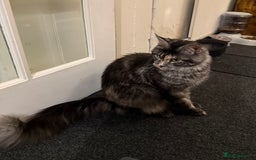 Maine Coon cats for sale: MainCoon For Sale - Image 4