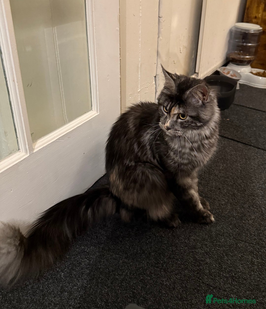 Maine Coon cats for sale: MainCoon For Sale - Image 4