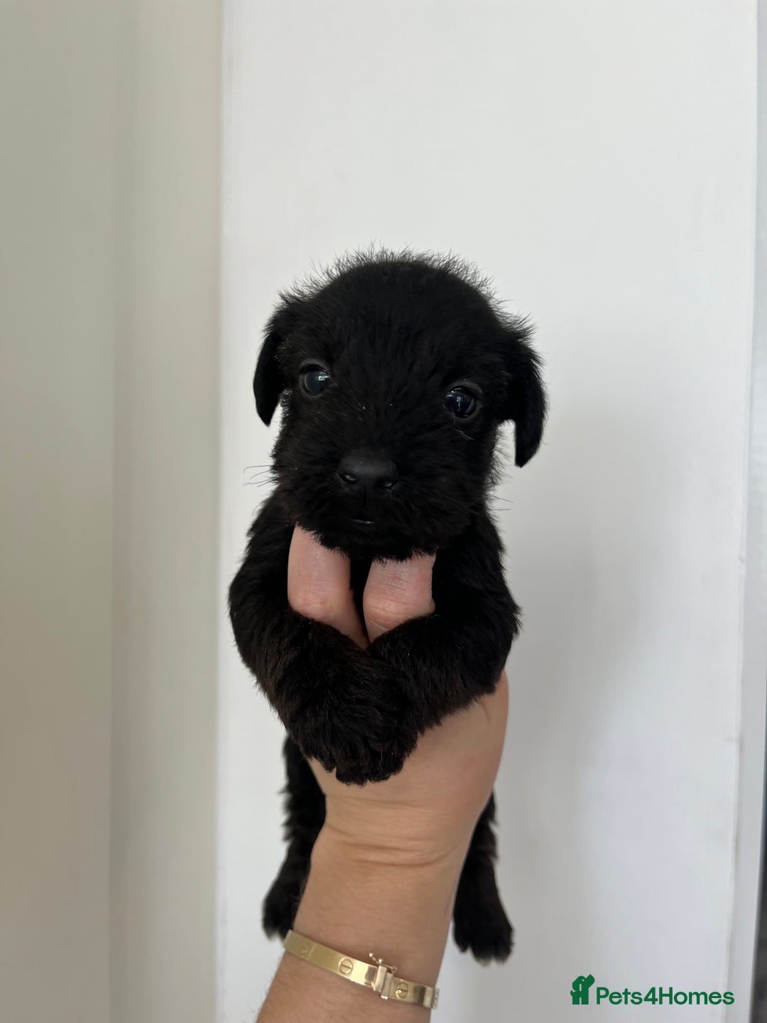 Mixed Breed dogs for sale: Wirehaired Jack Russell X wirehaired dachshund  - Image 8
