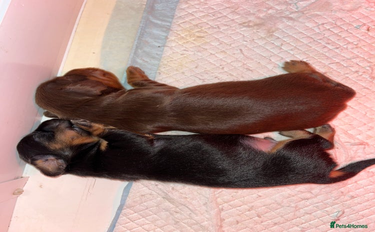 Miniature Dachshund dogs - Advert 1