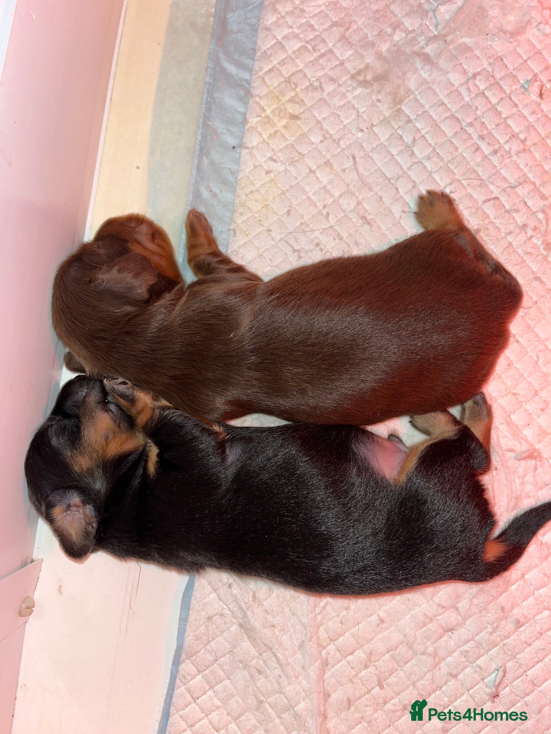Miniature Dachshund dogs for sale: Miniature Dachshund Long haired puppies - Image 1