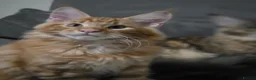 Maine Coon cats for sale: Maine coon kittens - Advert 4