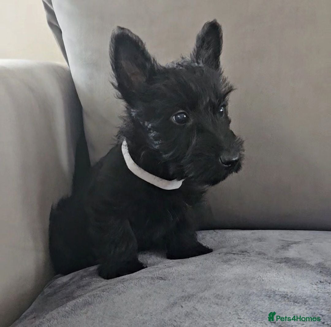 Scottish Terrier dogs Scottish terrier pups - Advert 2