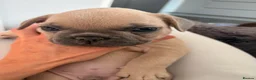 French Bulldog dogs for sale: Beautiful KC Registered French Bulldog Puppies 🐾 - Advert 22
