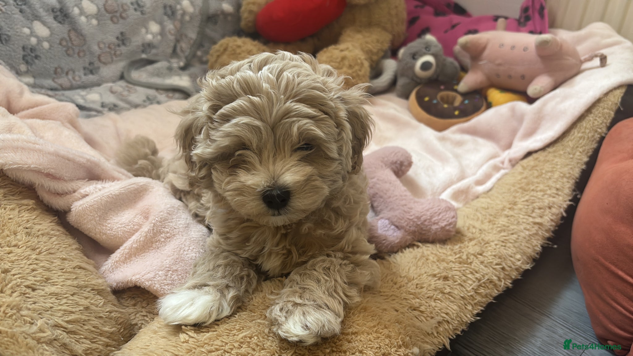 Maltipoo dogs Maltipoo puppies ❤️(only one boy available 🐶) - Advert 8