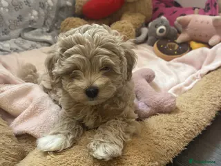 Maltipoo dogs Maltipoo puppies ❤️(only one boy available 🐶) - Advert 1