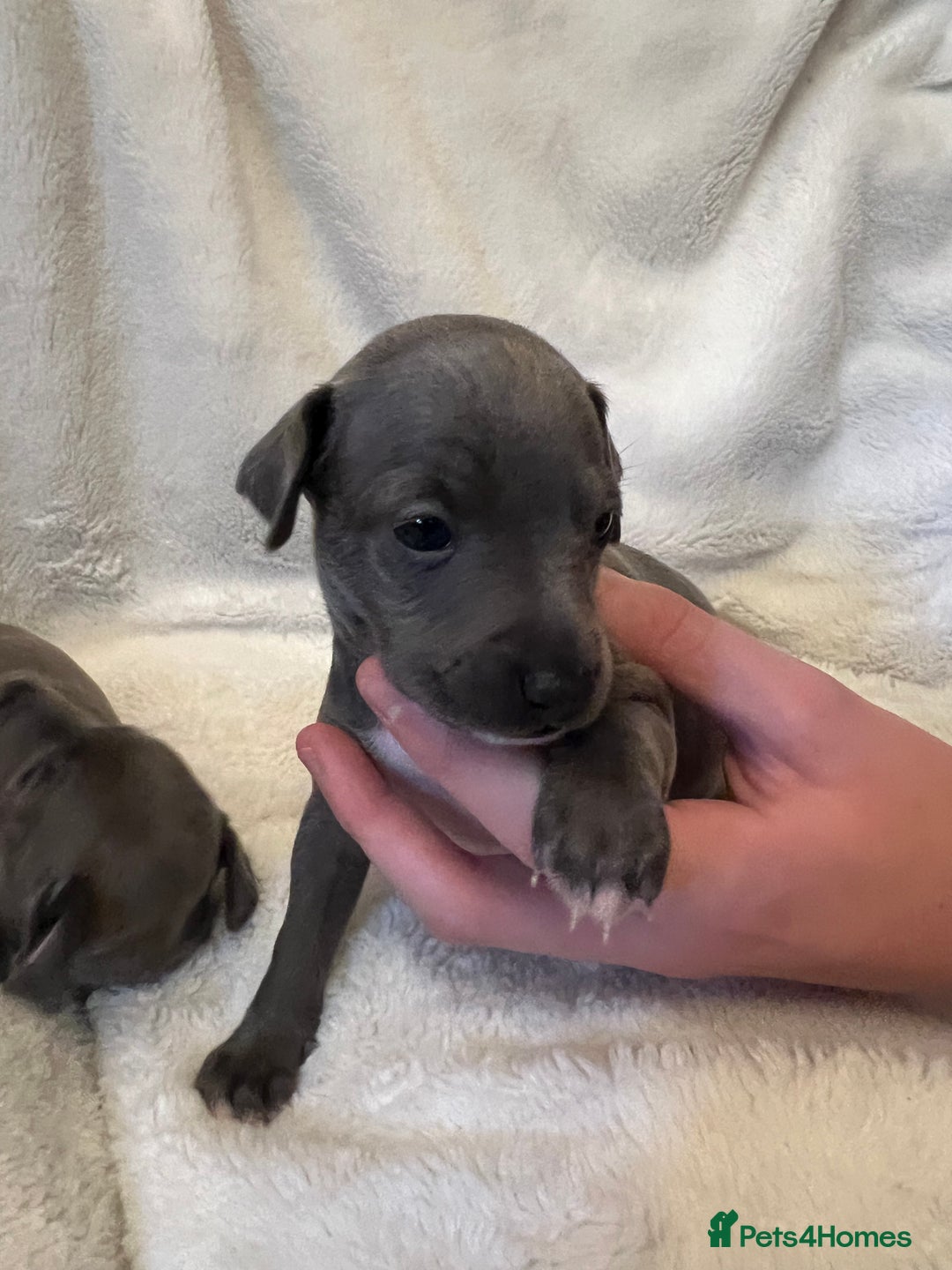 Italian Greyhound dogs for sale: Cutest ** KC Italian Greyhound’s  - Image 9
