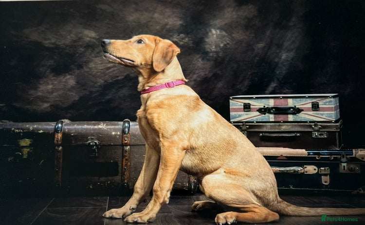 Labrador Retriever dogs - Advert 8
