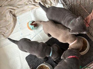 Labrador Retriever dogs Stunning Charcoal Labrador puppies - Advert 13