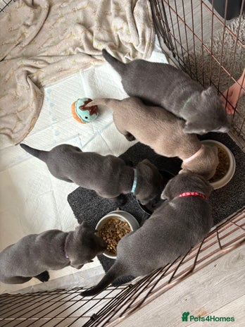 Labrador Retriever dogs Stunning Charcoal Labrador puppies - Advert 1