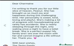 Cavapoochon dogs for sale: Amazing teddy Cavapoochons  - Image 7