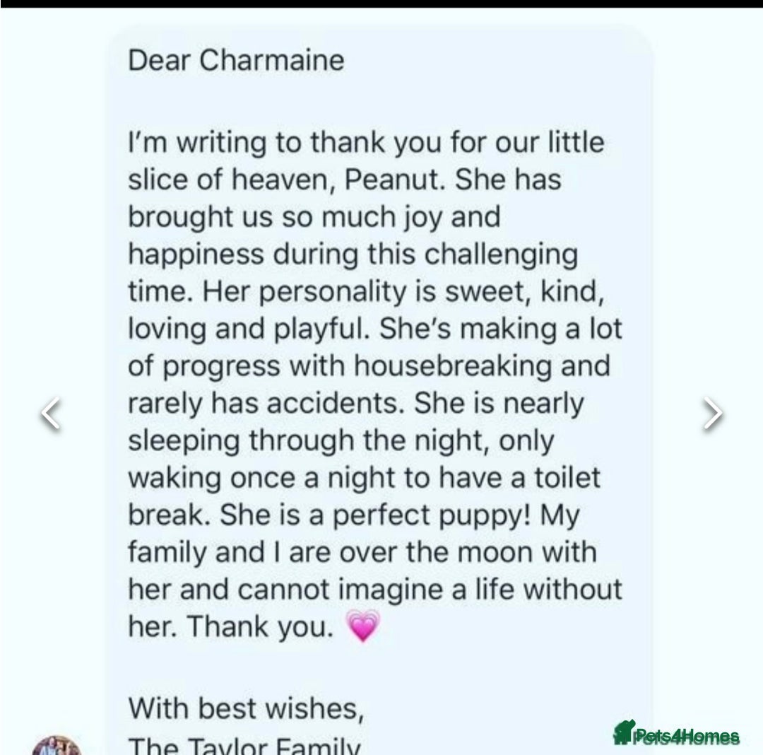 Cavapoochon dogs for sale: Amazing teddy Cavapoochons  - Image 7