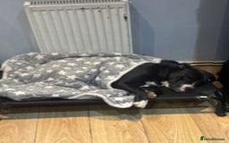 Mixed Breed dogs for sale: 2 male 1 female dog for sale - Image 10