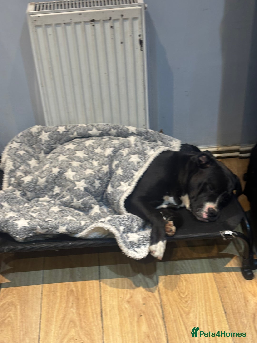 Mixed Breed dogs for sale: 2 male 1 female dog for sale - Image 10