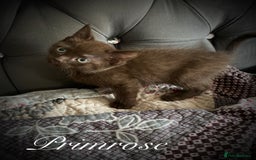 Mixed Breed cats for sale: Beautiful litter sphynx x Ragdoll babies - Image 3