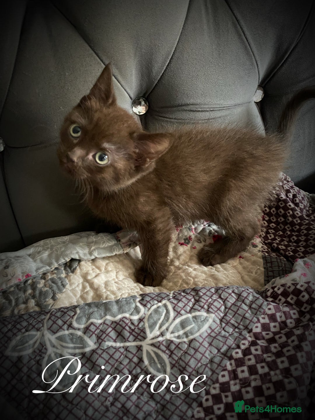 Mixed Breed cats for sale: Beautiful litter sphynx x Ragdoll babies - Image 3
