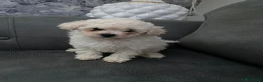 Maltipoo 3 molly