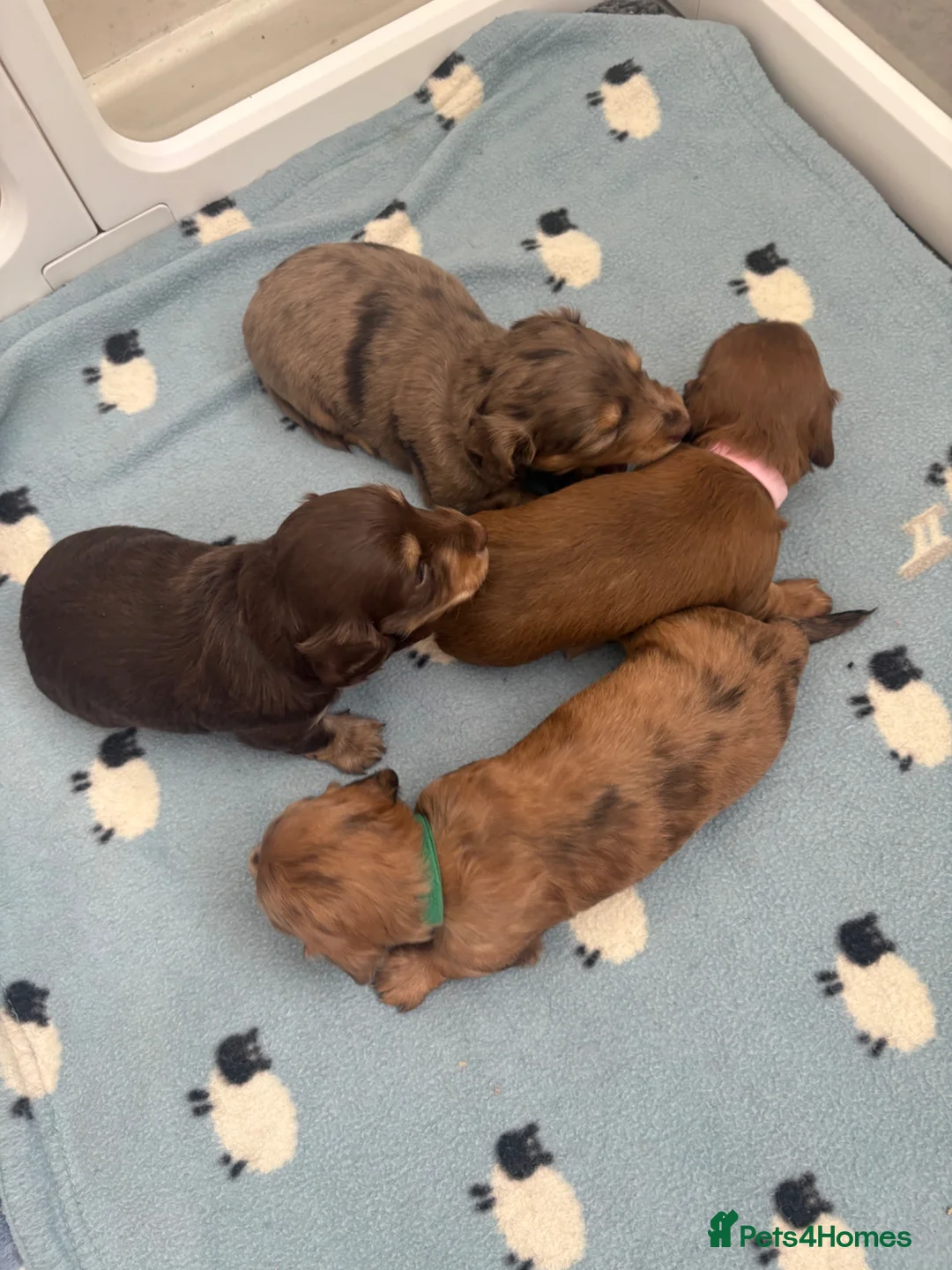 Miniature Dachshund dogs for sale: Long haired mini dapple dachshund pups - Advert 1